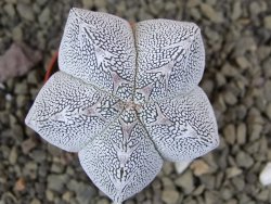 Astrophytum Onzuko pot 5,5 cm