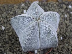 Astrophytum Onzuko pot 5,5 cm
