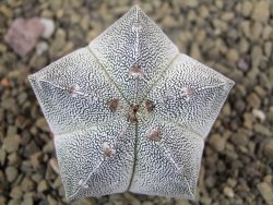 Astrophytum Onzuko pot 5,5 cm
