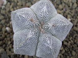 Astrophytum Onzuko pot 5,5 cm