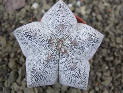 Astrophytum Onzuko pot 5,5 cm