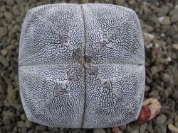 Astrophytum Onzuko quadricostatum pot 5,5 cm