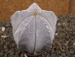 Astrophytum Onzuko pot 5,5 cm - 12399132