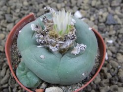 Lophophora difusa ? lutea, pot 5,5 cm