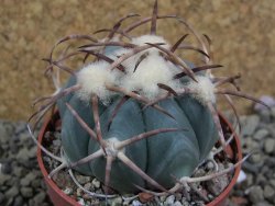 Echinocactus horizonthalonius Jacales, pot 6,5 cm