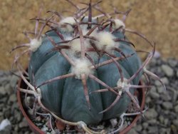 Echinocactus horizonthalonius Jacales, pot 6,5 cm