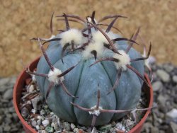 Echinocactus horizonthalonius Jacales, pot 6,5 cm