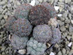 Puna bonniae pot 5,5 cm