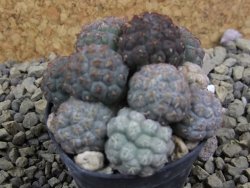 Puna bonniae pot 5,5 cm - 12399204