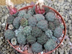 Puna bonniae XXL pot  cm