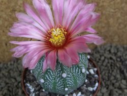 Astrophytum  capricorne X red flower oibo akabana, pot 8 cm