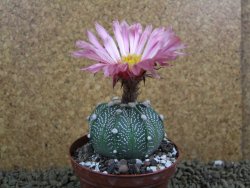 Astrophytum  capricorne X red flower oibo akabana, pot 8 cm - 12399217