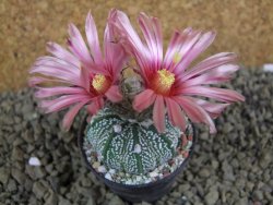 Astrophytum  capricorne X red flower oibo akabana, pot 5,5 cm