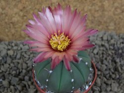 Astrophytum  asterias X red flower oibo akabana, pot 5,5 cm