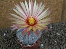 Astrophytum asterias X red flower oibo akabana, pot 5,5 cm