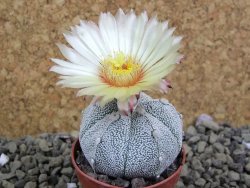 Astrophytum Hanazano Kabuto hybrid pot 5,5 cm