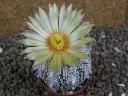 Astrophytum Super Kabuto hybrid pot 5,5 cm