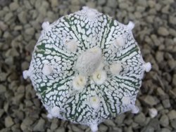 Astrophytum Super Kabuto hybrid pot 5,5 cm - 12399290