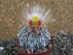 Astrophytum Super Kabuto X red flower oibo akabana, pot 5,5 cm