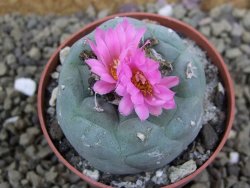 Lophophora fricii pot 6,5 cm