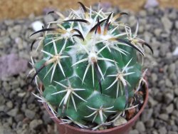 Coryphantha tripugionacantha Tepetatita pot 5,5 cm