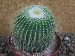 Eriocactus leninghausii inermis pot 9 cm