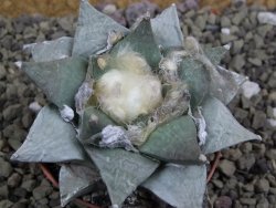 Ariocarpus furfuraceus pot 6,5 cm