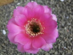 Echinopsis hybrid pot 5,5 cm