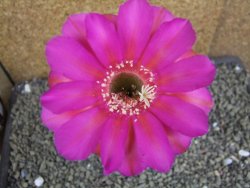 Echinopsis hybrid pot 7cm