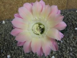 Echinopsis hybrid pot 7 cm