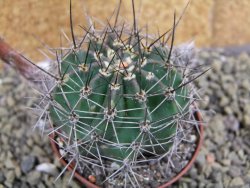 Echinopsis hybrid pot 7 cm - 12399497