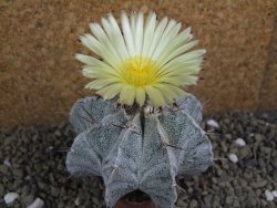 Astrophytum Onzuko X ornatum pot 5,5 cm