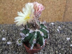 Astrophytum Dinosaur (Fukurio Hannya) pot 5,5 cm