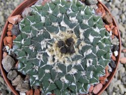 Ariocarpus kotschoubeyanus sladkovskii Rio Verde pot 8 cm