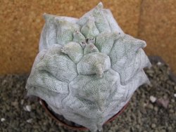 Asrophytum coahuilense Hakuran pot 11 cm - 12399785