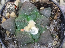 Ariocarpus lloydii pot 5,5 cm