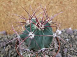 Echinocactus parryi Ciudad Juarez, pot 6,5 cm - 12399950