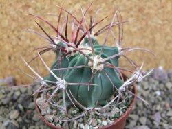 Echinocactus parryi Ciudad Juarez, pot 6,5 cm