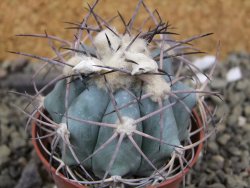 Echinocactus horizonthalonius El Hundido, pot 7 cm