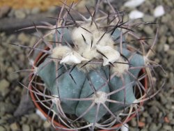 Echinocactus horizonthalonius El Hundido, pot 7 cm - 12400045