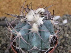Echinocactus horizonthalonius El Hundido, pot 7 cm - 12400046