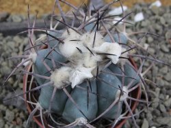 Echinocactus horizonthalonius El Hundido, pot 7 cm - 12400048