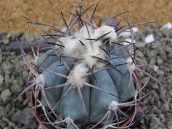 Echinocactus horizonthalonius El Hundido, pot 7 cm - 12400049