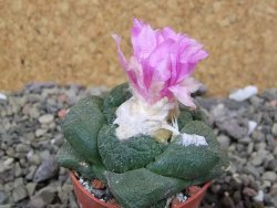 Ariocarpus lloydii Paras, pot 5,5 cm - 12400363