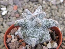 Asrophytum coahuilense Hakuran pot 5,5 cm - 12400367
