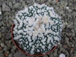 Astrophytum Hanazano Kabuto Star Shape, pot 5,5 cm - 12400385