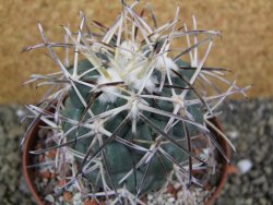 Coryphantha valida SB 288 Cerro Bola pot 10,5 cm - 12400415