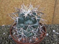 Coryphantha valida SB 288 Cerro Bola pot 10,5 cm - 12400419