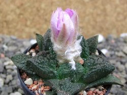 Ariocarpus fissuratus Cuatro Cienegas pot 5,5 cm - 12400443