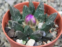 Ariocarpus scapharostrus hrubá forma, pot 5,5 cm - 12400458